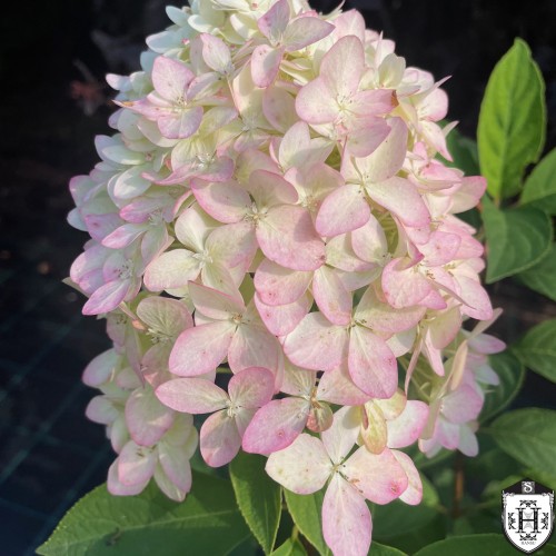 Hydrangea paniculata 'Magical Candle' - Aedhortensia 'Magical Candle' C2/2L